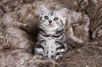 British Shorthair Kitten