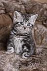 British Shorthair Kitten