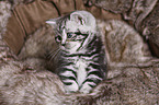 British Shorthair Kitten