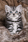 British Shorthair Kitten