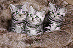 3 British Shorthair Kitten