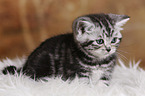 British Shorthair Kitten