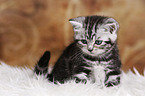 British Shorthair Kitten