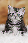 British Shorthair Kitten