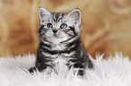 British Shorthair Kitten