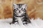 British Shorthair Kitten