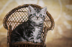 British Shorthair Kitten