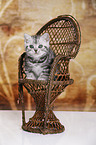 British Shorthair Kitten