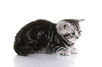 British Shorthair Kitten