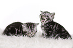 2 British Shorthair Kitten