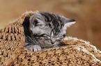 British Shorthair Kitten