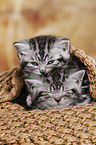 2 British Shorthair Kitten