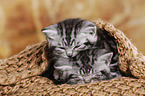 2 British Shorthair Kitten