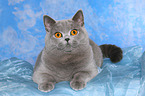 lying British Shorthair