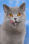 British Shorthair Portrait