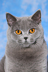 British Shorthair Portrait