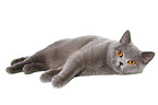 lying British Shorthair