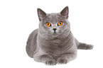 lying British Shorthair