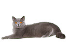 lying British Shorthair