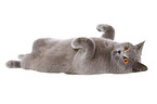 rolling British Shorthair