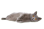 lying British Shorthair