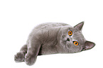 lying British Shorthair