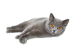 lying British Shorthair