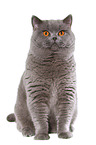 sitting British Shorthair tomcat