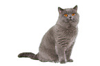 sitting British Shorthair tomcat