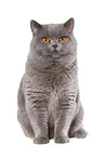 sitting British Shorthair tomcat