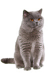 sitting British Shorthair tomcat