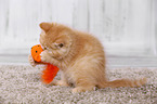 British Shorthair Kitten