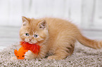 British Shorthair Kitten