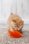 British Shorthair Kitten