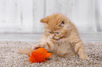 British Shorthair Kitten