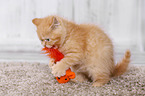 British Shorthair Kitten