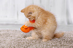 British Shorthair Kitten