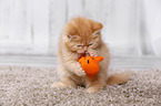 British Shorthair Kitten