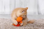 British Shorthair Kitten