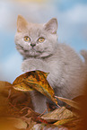 British Shorthair Kitten