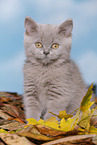 British Shorthair Kitten