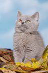 British Shorthair Kitten