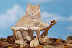 British Shorthair Kitten