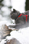 British Shorthair in the snow