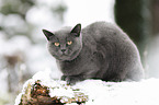 British Shorthair in the snow