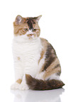 sitting British Shorthair