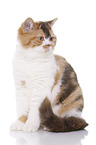 sitting British Shorthair