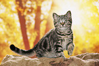 black-golden-tabby-classic British Shorthair