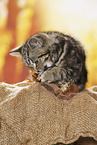 black-golden-tabby-classic British Shorthair