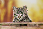 black-golden-tabby-classic British Shorthair